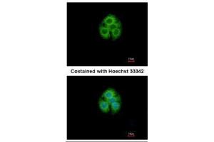 ICC/IF Image Immunofluorescence analysis of methanol-fixed Hep G2, using GLYATL1, antibody at 1:500 dilution. (GLYATL1 anticorps)