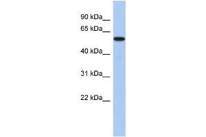 WB Suggested Anti-MINA Antibody Titration: 0. (MINA anticorps  (N-Term))