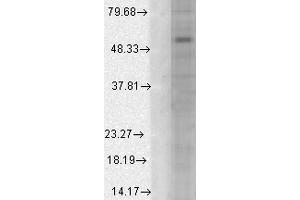 Western Blot analysis of Human Cell line lysates showing detection of GABA A Receptor protein using Mouse Anti-GABA A Receptor Monoclonal Antibody, Clone S95-35 . (GABRA1 anticorps  (AA 355-394) (Biotin))