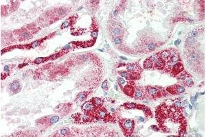 ABIN571094 (5µg/ml) staining of paraffin embedded Human Kidney. (NDUFS6 anticorps  (Internal Region))