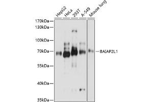 Western blot analysis of extracts of various cell lines, using BL1 antibody (ABIN7265824) at 1:3000 dilution. (BAIAP2L1 anticorps  (AA 198-388))