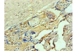 Immunohistochemical of paraffin-embedded human placenta tissue using ABIN7137917 at dilution of 1:200 (Hemoglobin anticorps)