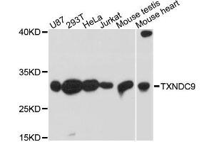 Western blot analysis of extracts of various cell lines, using TXNDC9 antibody. (TXNDC9 anticorps  (AA 1-110))
