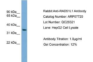 WB Suggested Anti-RAD51L1  Antibody Titration: 0.