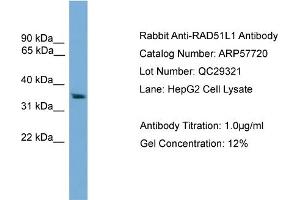 WB Suggested Anti-RAD51L1  Antibody Titration: 0. (RAD51 Homolog B anticorps  (Middle Region))