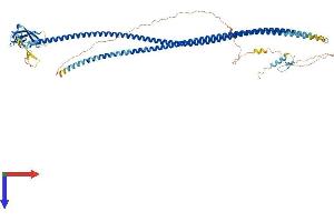 AlphaFold protein structure predicition of Human Recombinant CALCOCO1 Protein, UniprotID Q9P1Z2