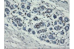 Image no. 8 for anti-Transcription Factor MafB (MAFB) (AA 32-320) antibody (ABIN1491411) (MAFB anticorps  (AA 32-320))