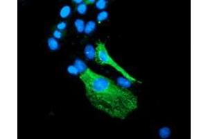Anti-BEST3 mouse monoclonal antibody (ABIN2453885) immunofluorescent staining of COS7 cells transiently transfected by pCMV6-ENTRY BEST3 (RC218436). (Bestrophin 3 anticorps)