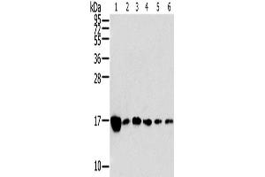 Western Blotting (WB) image for anti-Ribosomal Protein, Large, P2 (RPLP2) antibody (ABIN2424111)