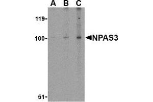 Western Blotting (WB) image for anti-Neuronal PAS Domain Protein 3 (NPAS3) (Middle Region) antibody (ABIN1031026) (NPAS3 anticorps  (Middle Region))