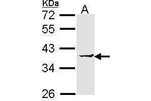WB Image Sample (30 ug of whole cell lysate) A: H1299 12% SDS PAGE antibody diluted at 1:1000