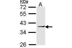 WB Image Sample (30 ug of whole cell lysate) A: H1299 12% SDS PAGE antibody diluted at 1:1000 (EEF1D anticorps)