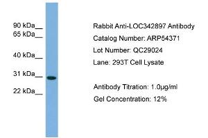 WB Suggested Anti-NCCRP1  Antibody Titration: 0. (NCCRP1 anticorps  (N-Term))