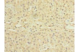 Immunohistochemistry of paraffin-embedded human adrenal gland tissue using ABIN7161118 at dilution of 1:100 (NDFIP1 anticorps  (AA 2-116))