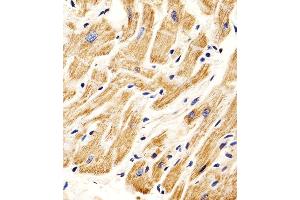 Immunohistochemical analysis of paraffin-embedded H.
