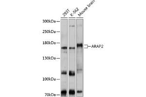 Western blot analysis of extracts of various cell lines, using  antibody (ABIN6129192, ABIN6137061, ABIN6137062 and ABIN6215863) at 1:1000 dilution. (ARAP2 anticorps  (AA 1405-1704))