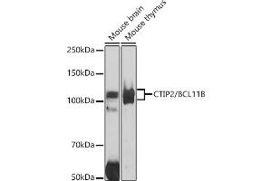 Western blot analysis of extracts of various cell lines, using CTIP2/BCL11B antibody (ABIN7265808) at 1:1000 dilution. (BCL11B anticorps)