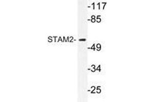 Western blot analysis of STAM2 antibody in extracts from NIH/3T3cells. (STAM2 anticorps)