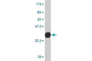 Western Blot detection against Immunogen (36.