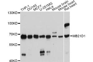 Western blot analysis of extracts of various cell lines, using MB21D1 antibody (ABIN5975830) at 1/1000 dilution. (C6orf150 anticorps)