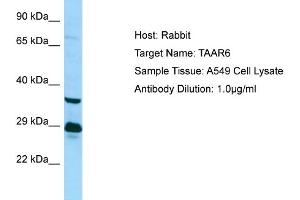 Western Blotting (WB) image for anti-Trace Amine Associated Receptor 6 (TAAR6) (C-Term) antibody (ABIN971839) (TAAR6 anticorps  (C-Term))