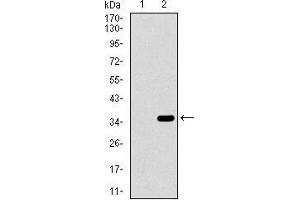 Western blot analysis using ALPI mAb against HEK293 (1) and ALPI (AA: 397-458)-hIgGFc transfected HEK293 (2) cell lysate. (Intestinal Alkaline Phosphatase anticorps  (AA 397-458))