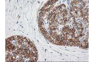 Image no. 8 for anti-Synaptosomal-Associated Protein, 25kDa (SNAP25) antibody (ABIN1501017) (SNAP25 anticorps)