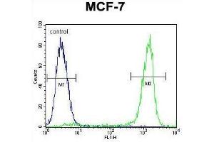ZNF829 Antibody (Center) flow cytometric analysis of MCF-7 cells (right histogram) compared to a negative control cell (left histogram). (ZNF829 anticorps  (Middle Region))