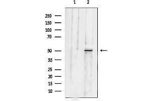 anti-Fibulin 5 (FBLN5) (C-Term) antibody
