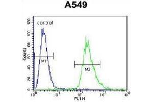 Flow cytometric analysis of A549 cells (right histogram) compared to a negative control cell (left histogram) using  PRR19 Antibody , followed by FITC-conjugated goat-anti-rabbit secondary antibodies. (PRR19 anticorps  (Middle Region))