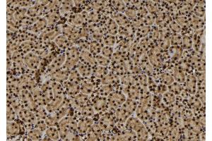 ABIN6272487 at 1/100 staining Mouse kidney tissue by IHC-P. (TMEM37 anticorps  (N-Term))