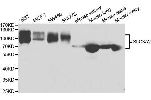 Western blot analysis of extracts of various cell lines, using SLC3A2 antibody.