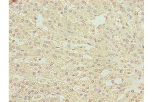 Immunohistochemistry of paraffin-embedded human adrenal gland tissue using ABIN7163048 at dilution of 1:100 (PHF13 anticorps  (AA 1-300))