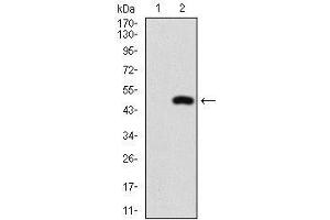 Western blot analysis using NFE2L2 mAb against HEK293 (1) and NFE2L2 (AA: 356-589)-hIgGFc transfected HEK293 (2) cell lysate.