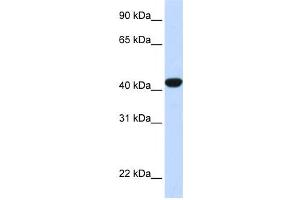 Western Blotting (WB) image for anti-Fumarylacetoacetate Hydrolase (Fumarylacetoacetase) (FAH) antibody (ABIN2458598) (FAH anticorps)