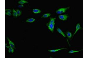 Immunofluorescent analysis of Hela cells using ABIN7166333 at dilution of 1:100 and Alexa Fluor 488-congugated AffiniPure Goat Anti-Rabbit IgG(H+L)