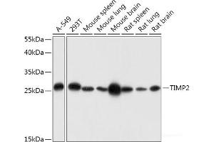 Western blot analysis of extracts of various cell lines using TIMP2 Polyclonal Antibody at dilution of 1:1000. (TIMP2 anticorps)