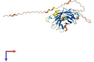 AlphaFold protein structure predicition of Mouse Recombinant Plscr4 Protein, UniprotID P58196