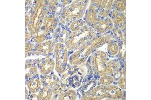 Immunohistochemistry of paraffin-embedded rat kidney using BAIAP2 antibody.