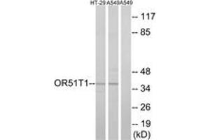 Western blot analysis of extracts from HT-29/A549 cells, using OR51T1 Antibody. (OR51T1 anticorps  (AA 201-250))