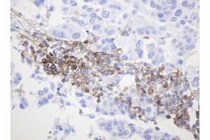 Image no. 4 for anti-CD99 (CD99) antibody (ABIN1497383) (CD99 anticorps)