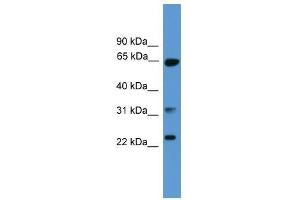 CLTA antibody used at 0.