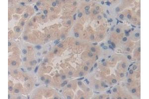 Detection of SHC3 in Human Kidney Tissue using Polyclonal Antibody to SHC-Transforming Protein 3 (SHC3)