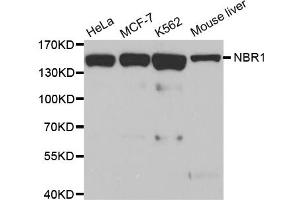 Western blot analysis of extracts of various cell lines, using NBR1 antibody (ABIN5972123). (NBR1 anticorps)