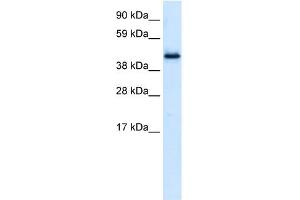 WB Suggested Anti-PLRG1 Antibody Titration:  0. (PLRG1 anticorps  (N-Term))
