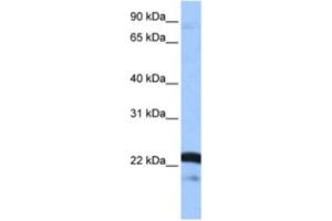 Western Blotting (WB) image for anti-serine/arginine-Rich Splicing Factor 9 (SFRS9) antibody (ABIN2462154) (SFRS9 anticorps)