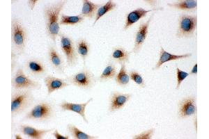 Anti- TLR7 Picoband antibody, ICC ICC: A549 Cell