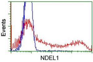 HEK293T cells transfected with either RC212323 overexpress plasmid (Red) or empty vector control plasmid (Blue) were immunostained by anti-NDEL1 antibody (ABIN2454688), and then analyzed by flow cytometry. (NDEL1 anticorps)