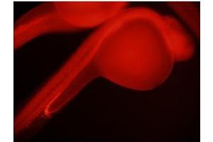 Immunohistochemistry with pFa fixed zebrafish kidney tissue at an antibody concentration of 0. (NOLC1 anticorps  (C-Term))