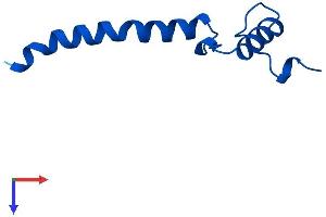AlphaFold protein structure predicition of Human Recombinant NDUFA1 Protein, UniprotID O15239